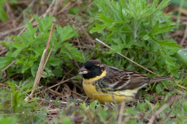 Eläimet, jotka ovat vaarassa kuolla sukupuuttoon Euroopassa - Golden Bunting (Emberiza aureola)