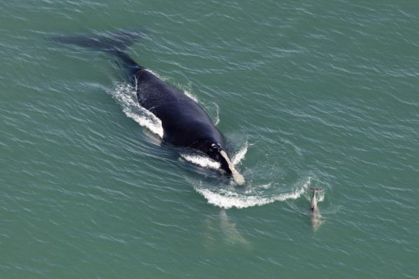 Eläimet, jotka ovat vaarassa kuolla sukupuuttoon Euroopassa - Jäätikkö (Eubalaena glacialis)