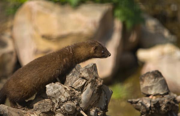 Euroopassa sukupuuttoon vaarassa olevat eläimet - Euroopan minkki (Mustela lutreola)	