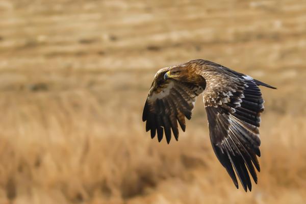Eläimet, jotka ovat vaarassa kuolla sukupuuttoon Euroopassa - Steppe Eagle (Aquila nipalensis)