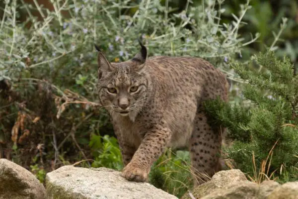 Eläimet, jotka ovat vaarassa kuolla sukupuuttoon Euroopassa - Iberian ilves (Lynx pardinus)