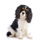 1631014286 246 Cavalier King Charles Spaniel