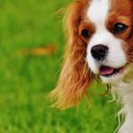 1631014286 248 Cavalier King Charles Spaniel