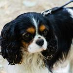 1631014286 332 Cavalier King Charles Spaniel