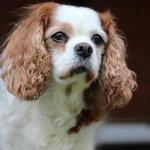 1631014286 452 Cavalier King Charles Spaniel