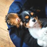 1631014286 676 Cavalier King Charles Spaniel