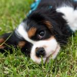 1631014286 794 Cavalier King Charles Spaniel