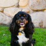 1631014286 918 Cavalier King Charles Spaniel