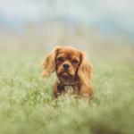 1631014287 541 Cavalier King Charles Spaniel