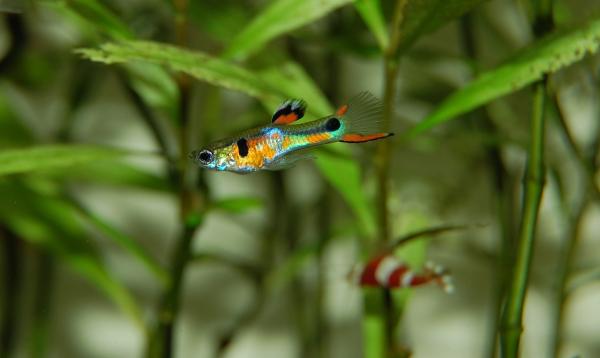 Guppy Fish Care - Guppy Fish -yhteensopivuus muiden kalojen kanssa