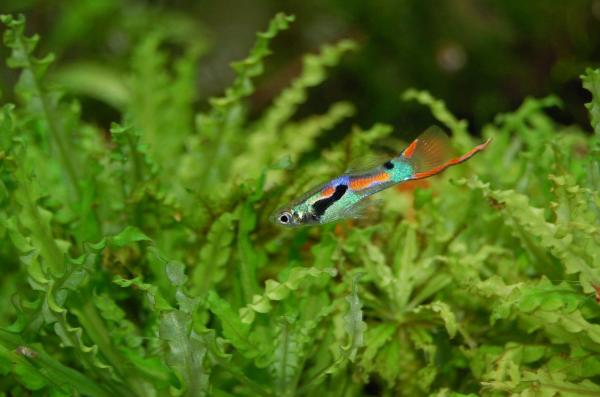 Guppy -kalan hoito - Kuinka valmistella guppy -kalan akvaario?