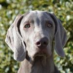 1631053264 191 Weimaraner tai Weimaraner