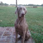 1631053264 37 Weimaraner tai Weimaraner