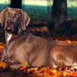 1631053264 46 Weimaraner tai Weimaraner