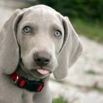 1631053264 597 Weimaraner tai Weimaraner