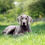 1631053264 717 Weimaraner tai Weimaraner