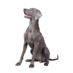 1631053264 776 Weimaraner tai Weimaraner