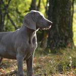 1631053264 779 Weimaraner tai Weimaraner