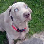 1631053264 787 Weimaraner tai Weimaraner