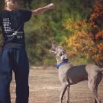 1631053264 809 Weimaraner tai Weimaraner