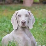 1631053264 80 Weimaraner tai Weimaraner