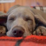 1631053264 81 Weimaraner tai Weimaraner