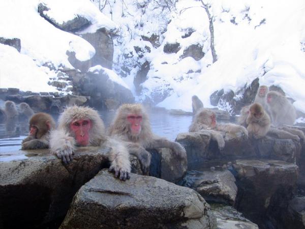 Maailman eksoottisimmat eläimet - Macacos Onsen