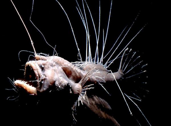 Maailman eksoottisimmat eläimet - Caulophryne Jordani