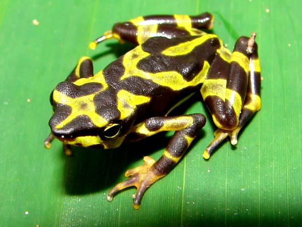 Maailman eksoottisimmat eläimet - Rana atelopus