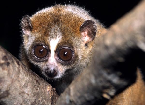 Maailman eksoottisimmat eläimet - Hidas Loris