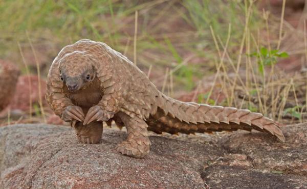 Maailman eksoottisimmat eläimet - Pangolin