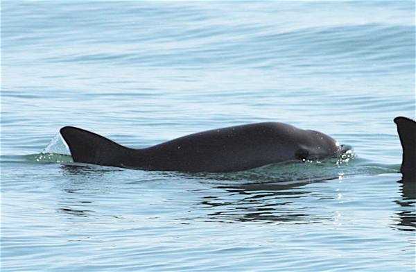 Sukupuuttoon vaarassa olevat merieläimet - Vaquita marina