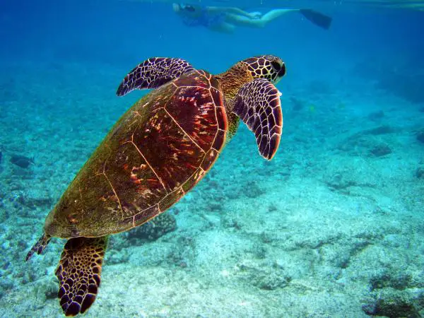 Uhanalaiset merieläimet - Hawksbill Turtle