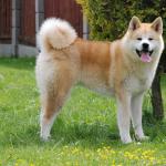 1631096956 281 Akita inu tai japanilainen Akita