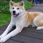 1631096956 373 Akita inu tai japanilainen Akita