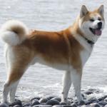 1631096956 696 Akita inu tai japanilainen Akita