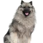 1631125073 251 Keeshond