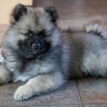 1631125073 414 Keeshond