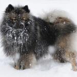 1631125073 460 Keeshond