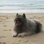 1631125073 646 Keeshond