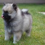 1631125073 651 Keeshond