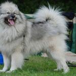 1631125073 757 Keeshond