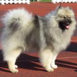 1631125073 765 Keeshond