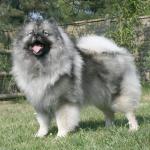 1631125073 7 Keeshond