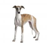 1631145554 560 Whippet