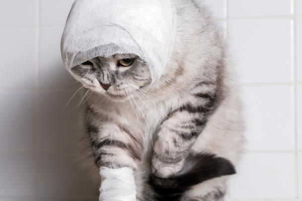 Kissani yskii verta - veren yskiminen kissoilta traumasta