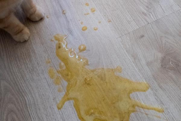 Kissani oksentaa eikä syö - Syyt ja toimenpiteet - Kissani oksentaa keltaista eikä syö