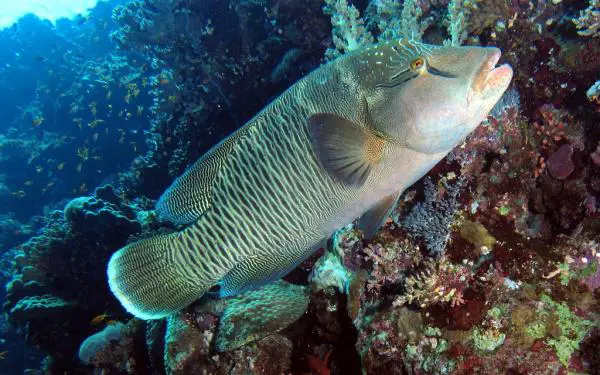 Uhanalaiset kalat - 1. Humphead wrasse