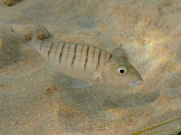 Kala vaarassa kuolla sukupuuttoon - 10. Herrera del Cabo
