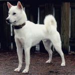 1631175035 298 Kishu inu tai kishu ken